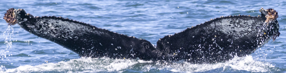 Fluke of Billiard (Salish Sea)