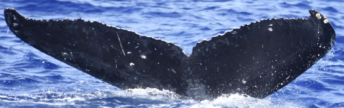 Fluke of CRC-21531