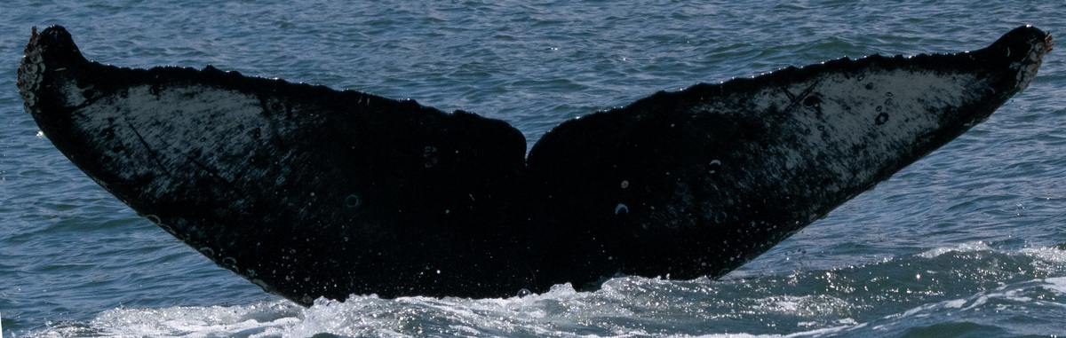 Fluke of CRC-21532
