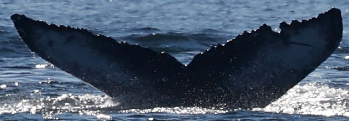 Fluke of 2021 calf of BCX2190