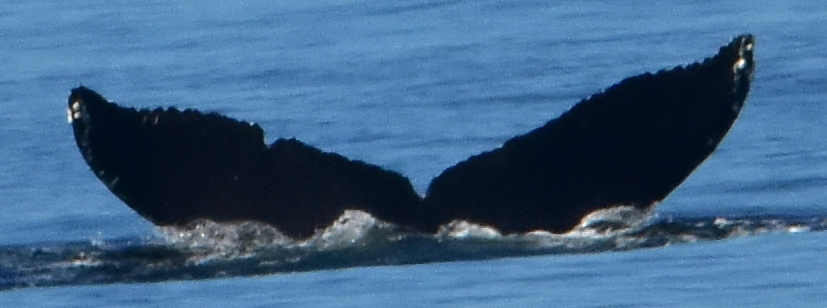 Fluke of CRC-21214