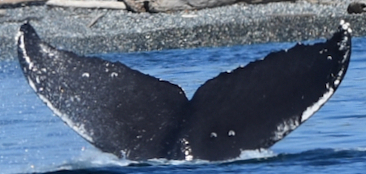 Fluke of BCX2463