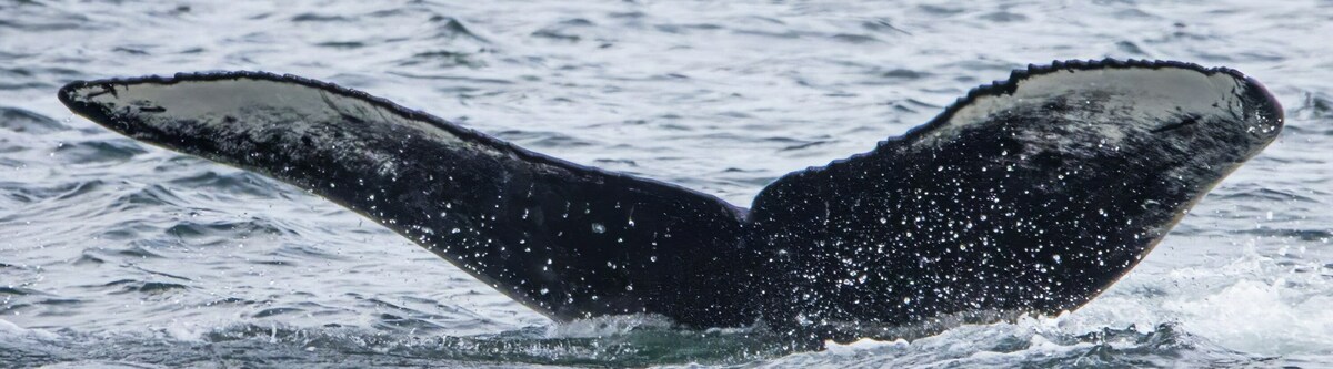 Fluke of Moraine (Salish Sea)