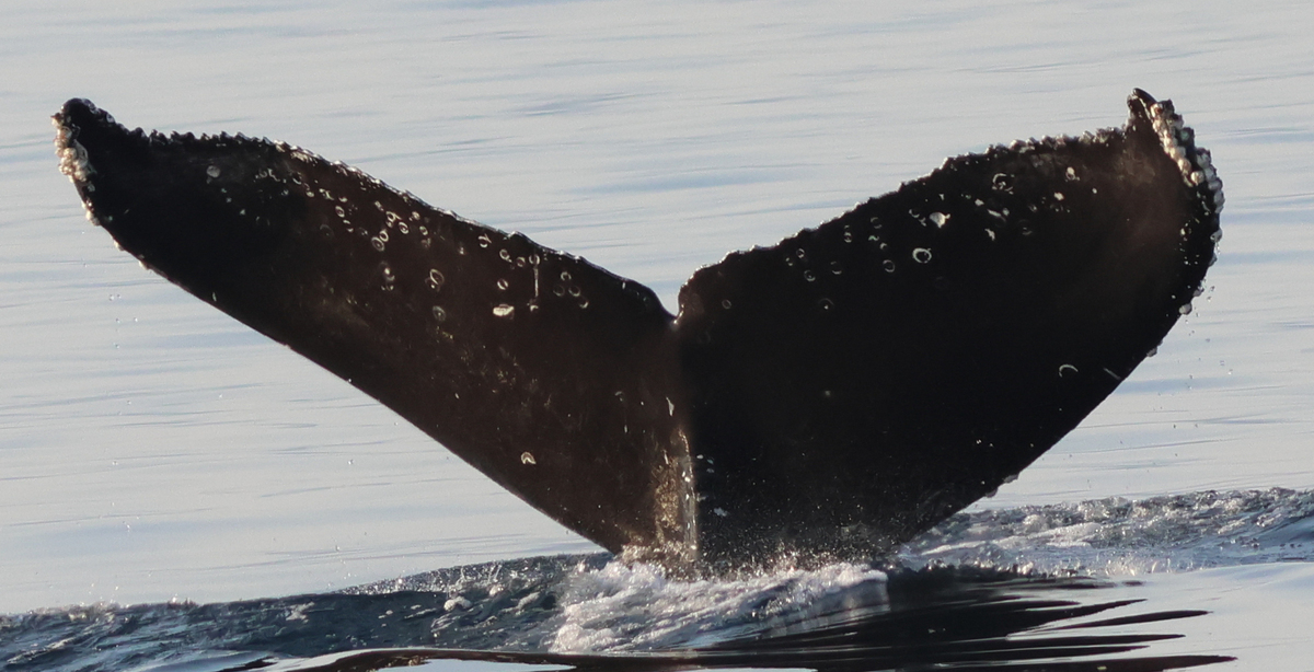 Fluke of CRC-21541