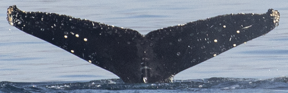 Fluke of CRC-21542