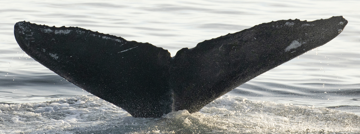 Fluke of CRC-21117
