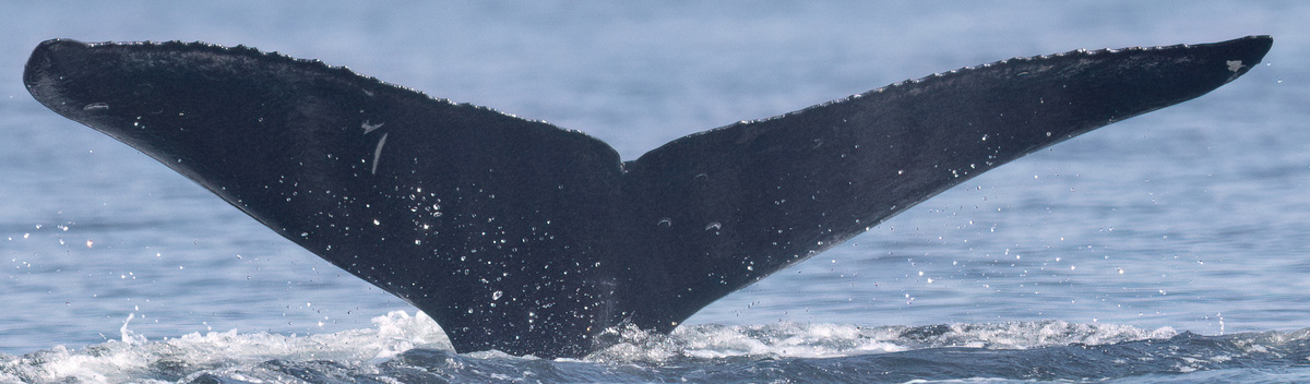 Fluke of Goose (Salish Sea)