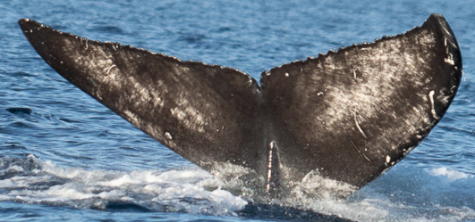 Fluke of CRC-21553
