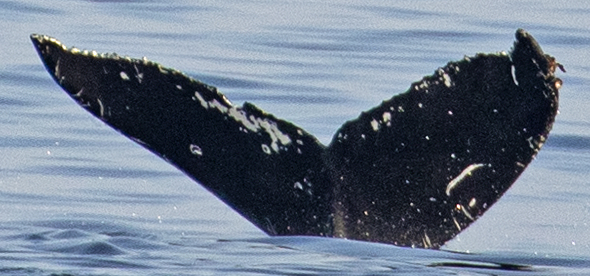 Fluke of CRC-21112