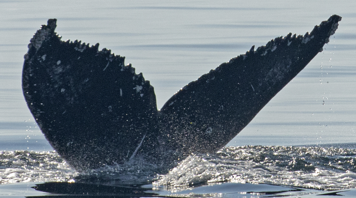 Fluke of CRC-21111