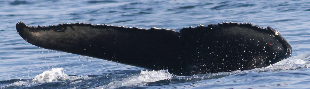 Fluke of CRC-21555