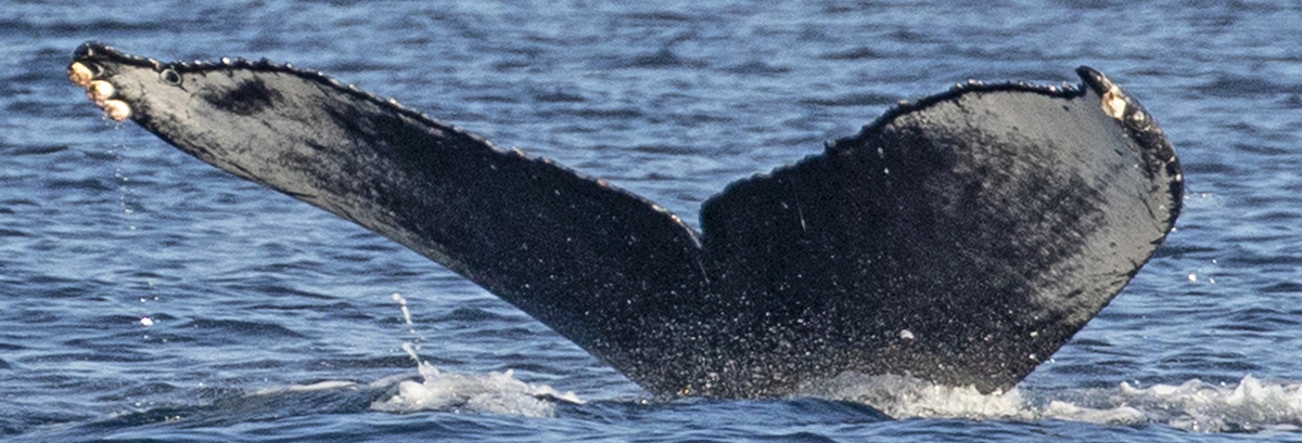 Fluke of CRC-21556