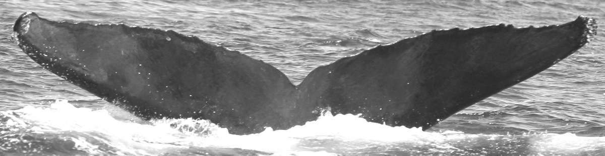 Fluke of CRC-10699
