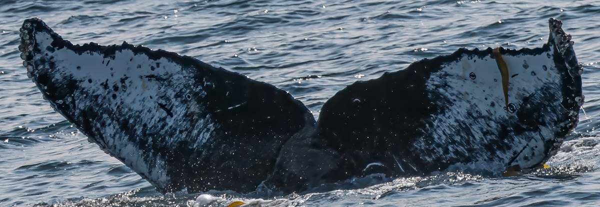 Fluke of 2022 calf of Alma