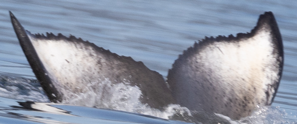 Fluke of CRC-21109