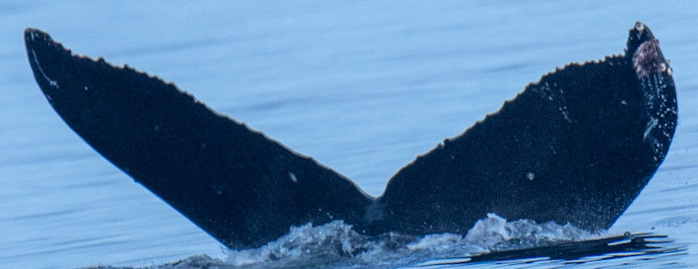 Fluke of CRC-21560