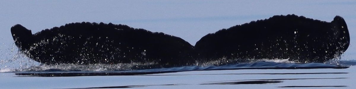 Fluke of Nocturne (Salish Sea)