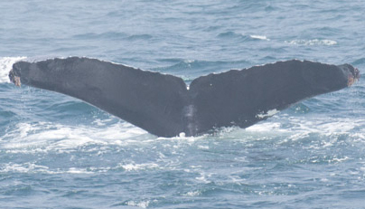 Fluke of CRC-10173