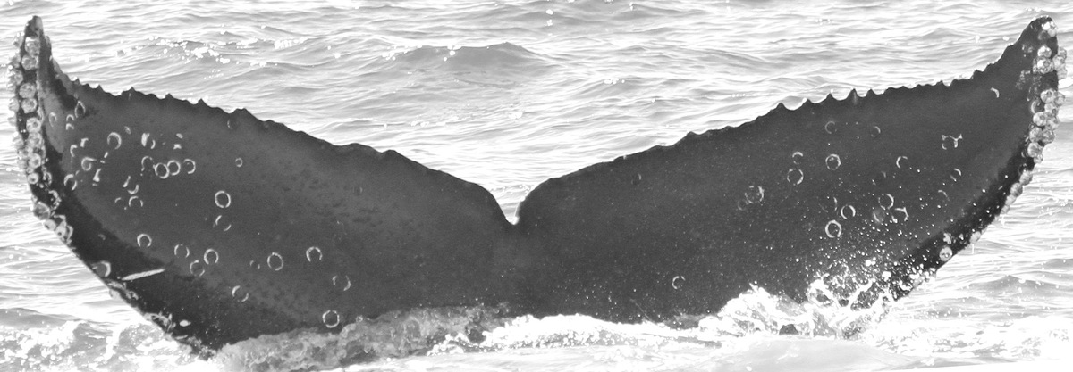 Fluke of CRC-15811