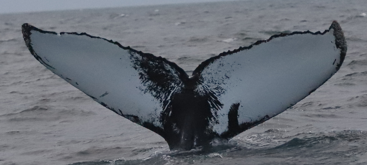 Fluke of HW-MN0200298