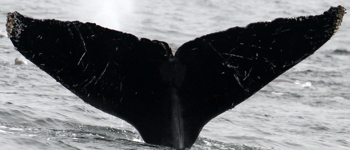 Fluke of CRC-15853
