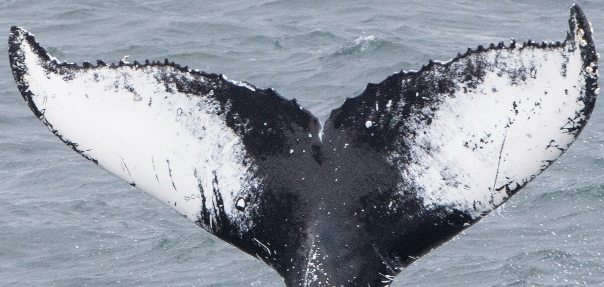 Fluke of Twin Peaks (Westfjords)