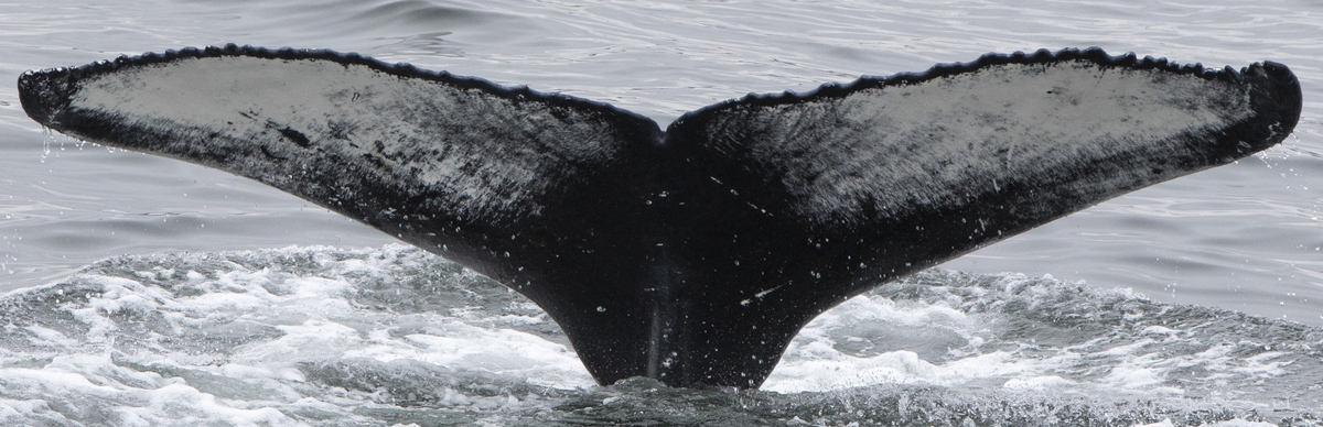 Fluke of Paul Watson (Husavik)
