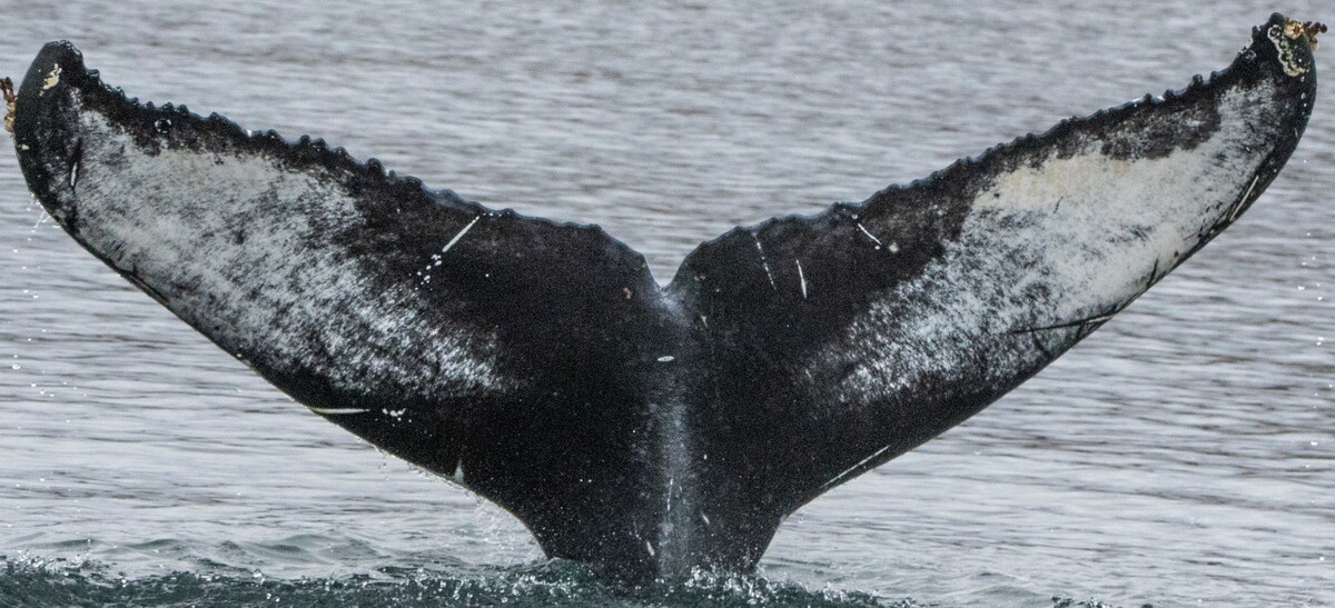 Fluke of Piero (Husavik) aka Proppy