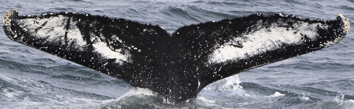 Fluke of Tripod (Westfjords) aka Lothar (Husavik)