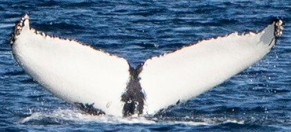 Fluke of Vase (Westfjords)