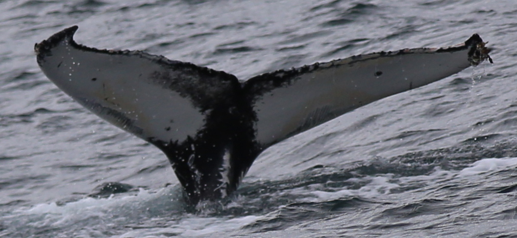 Fluke of HW-MN0103123