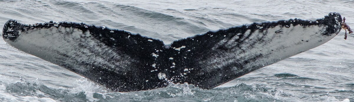 Fluke of Nukhu (Iceland)