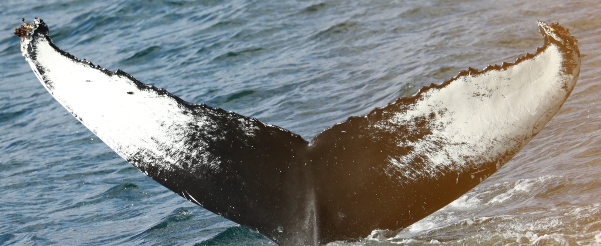 Fluke of Findus (Húsavík)