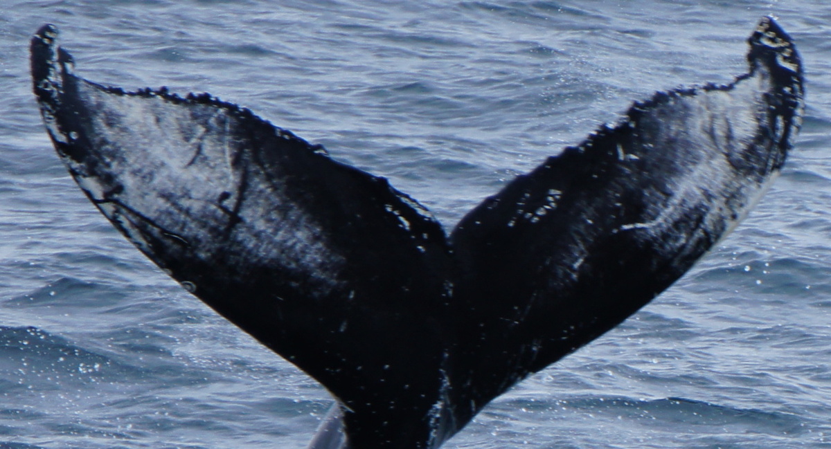 Fluke of Starlight (Westfjords)