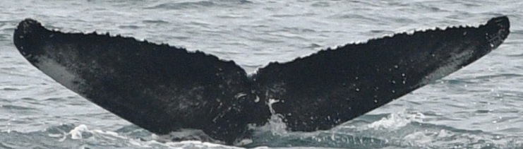Fluke of HW-MN0103150
