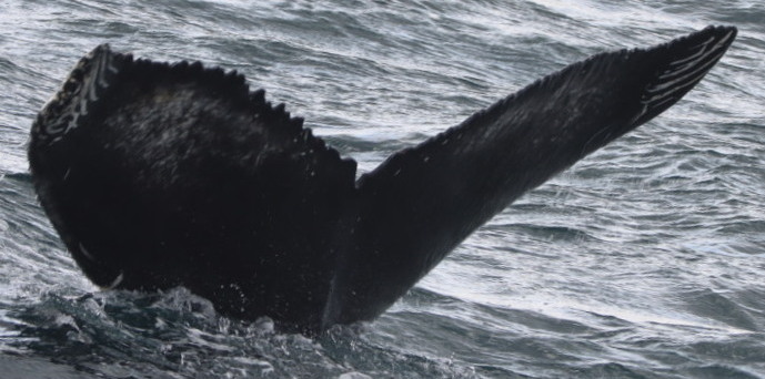 Fluke of HW-MN0103152