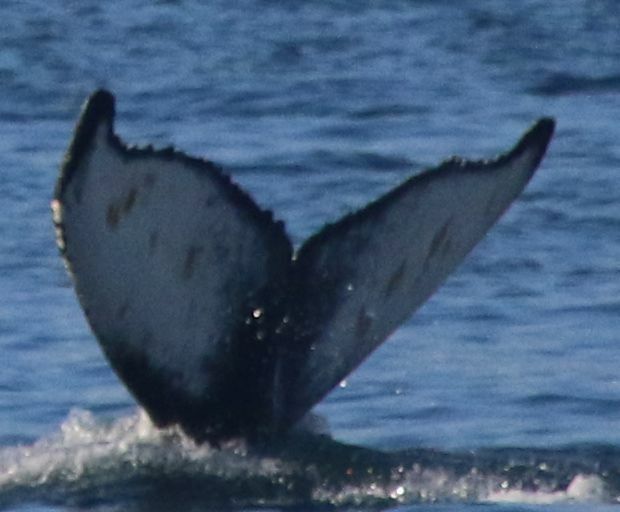 Fluke of Mitsos (Husavik)