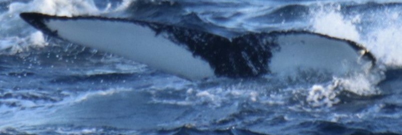 Fluke of HW-MN0103160