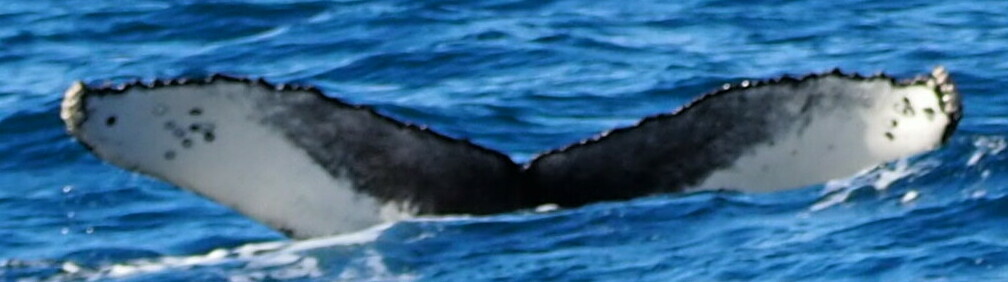 Fluke of HW-MN0103163