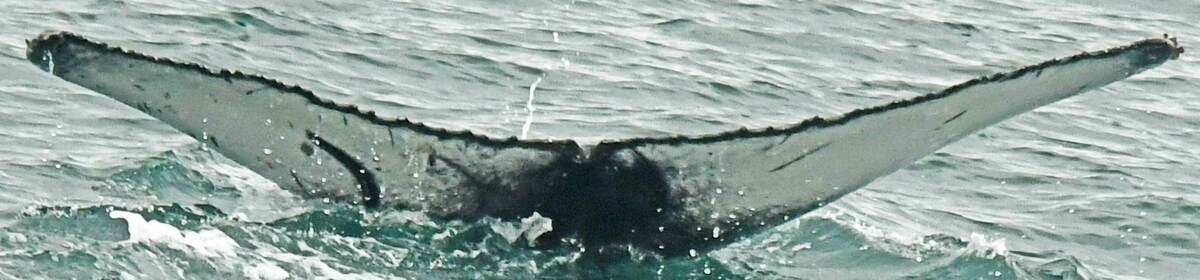 Fluke of Sparrow (Westfjords)