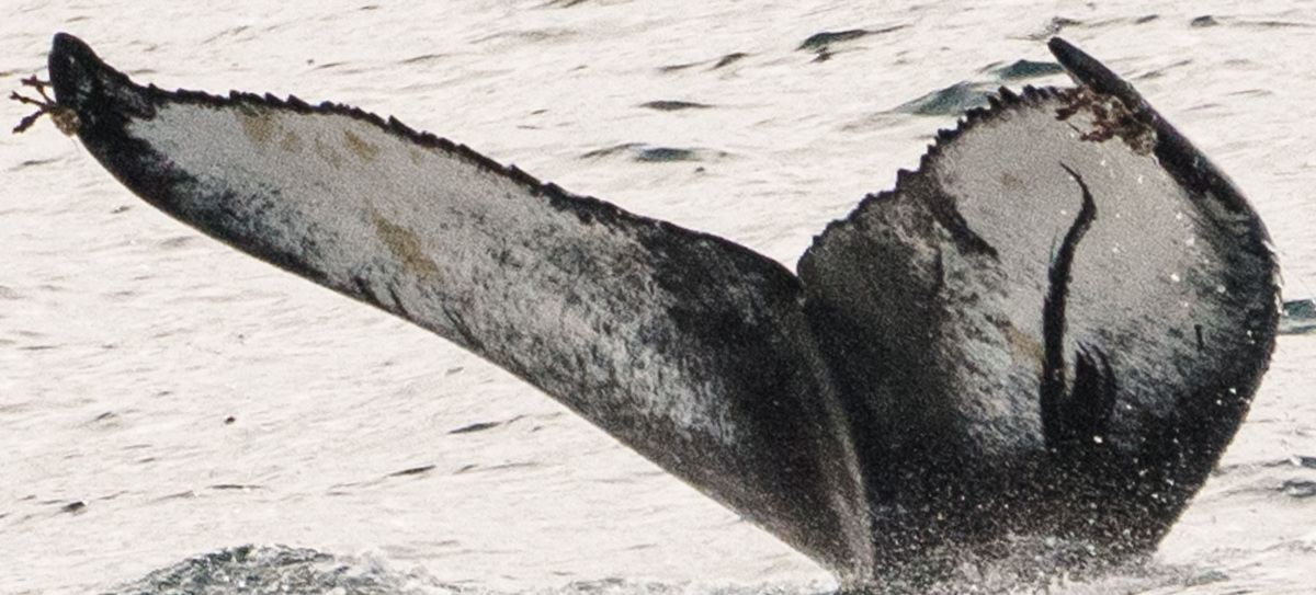 Fluke of Octopus (Westfjords)