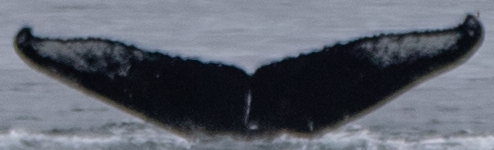 Fluke of Tanjiro (Iceland)