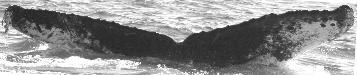 Fluke of CRC-15850