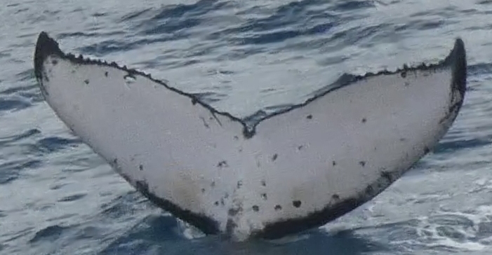 Fluke of HW-MN1200821