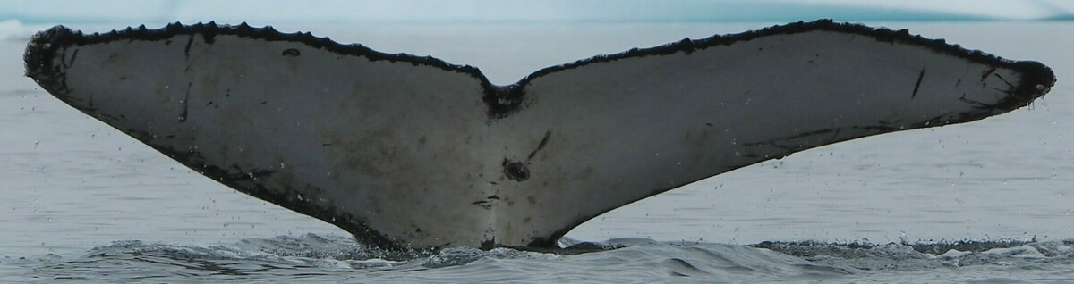 Fluke of Arthur Whalbert (Antarctica)