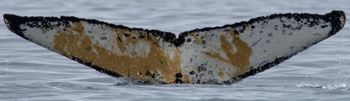 Fluke of HW-MN1304462