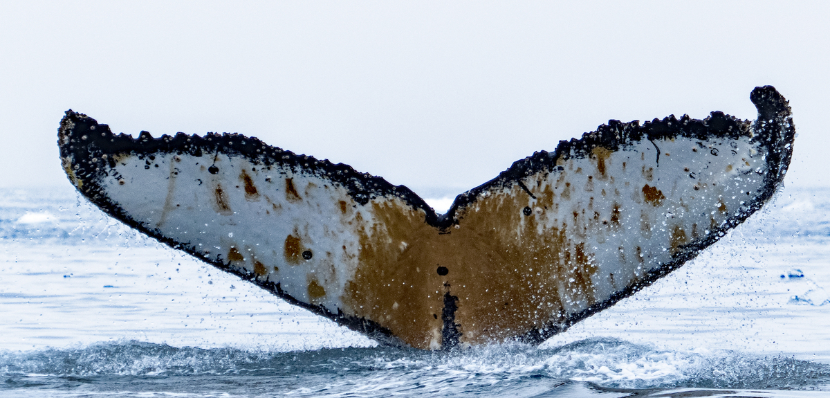Fluke of HW-MN1304468