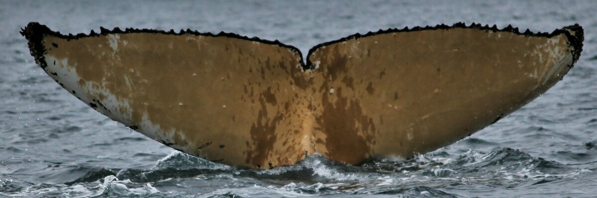 Fluke of HW-MN1304472