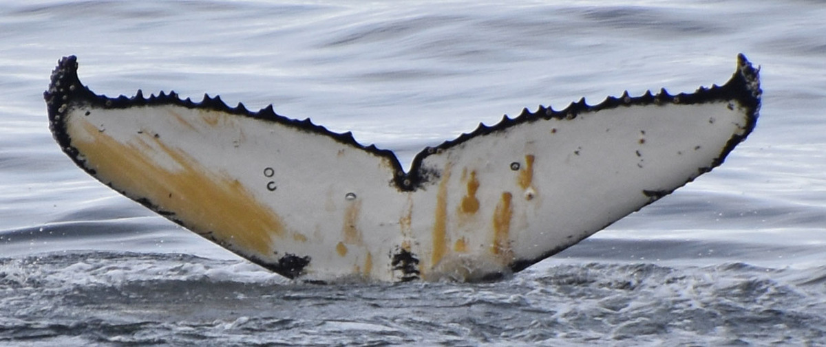 Fluke of Charlie (Antarctica)