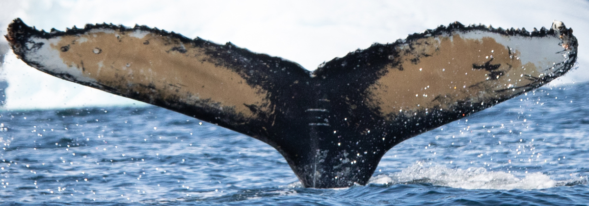 Fluke of HW-MN1304485